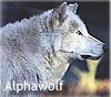 Alphawolf's Avatar